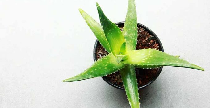 Trucos de belleza caseros con aloe vera - Apréndete