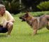 las-5-cosas-que-tienes-que-evitar-en-el-adiestramiento-canino