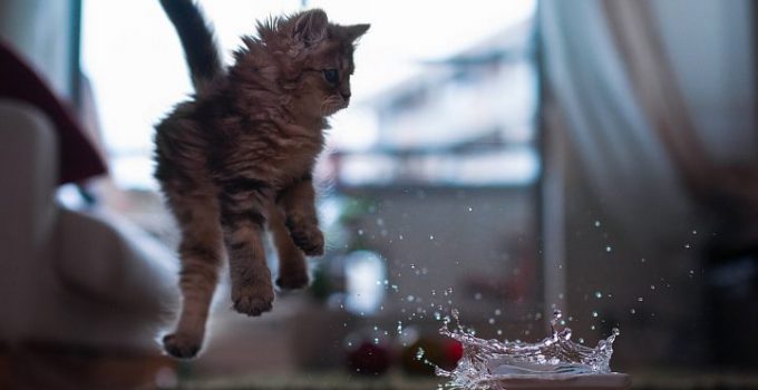 Cómo bañar a un gato paso a paso