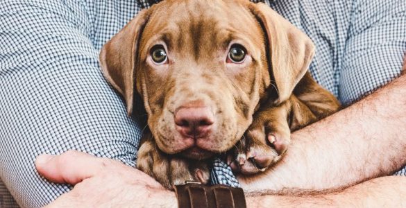 ¿Existe la dislexia en animales? - Apréndete ¿Existe la dislexia en animales? - Apréndete