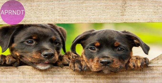 perritos