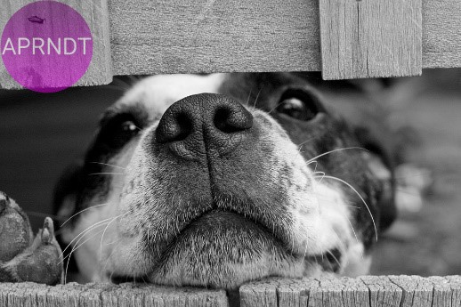 adoptar una mascota