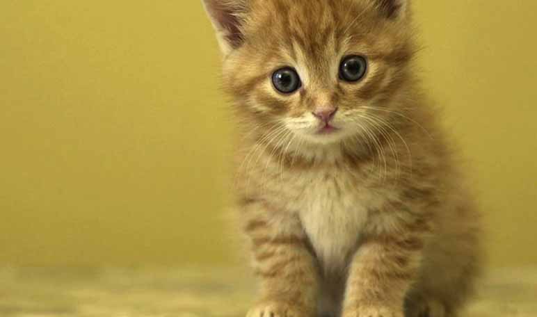14 nombres para gatas y su significado 14 nombres para gatas y su significado