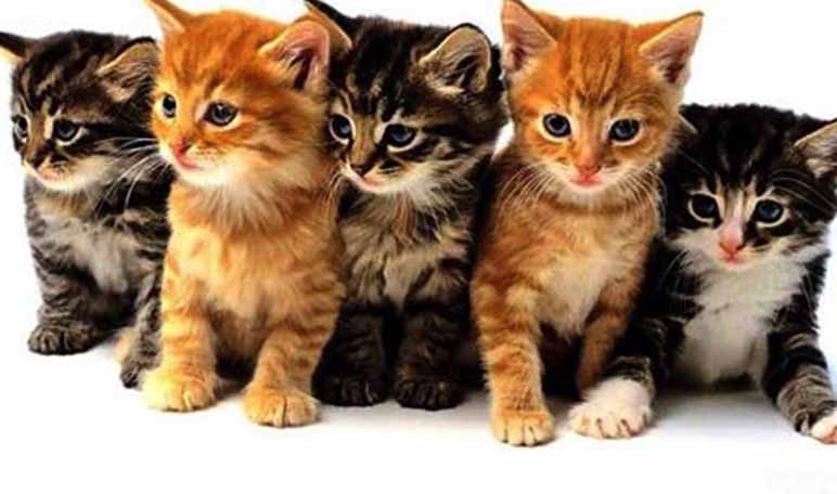 14 nombres para gatas y su significado 14 nombres para gatas y su significado
