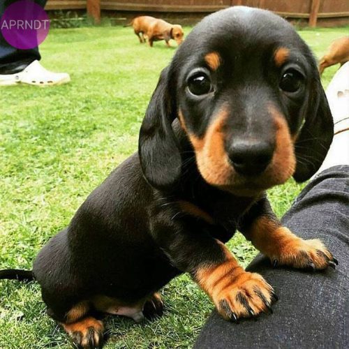 nombres para perros y su signficado