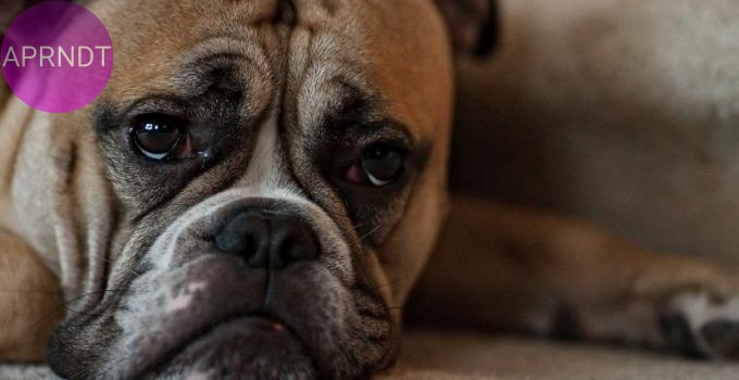 mascota deprimida
