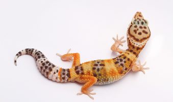Gecko leopardo, el reptil más simpático - Apréndete Gecko, el reptil más simpático - Apréndete